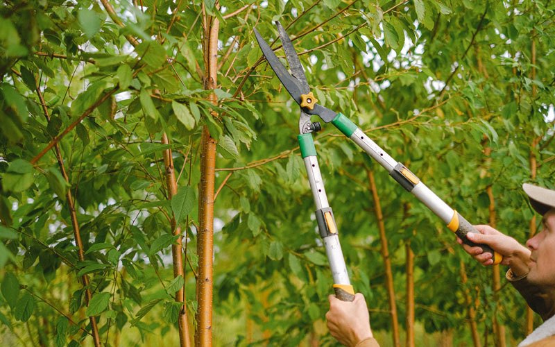 Tree trimming in Ottawa, WV