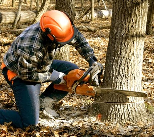 Tree Removal in Ottawa, WV